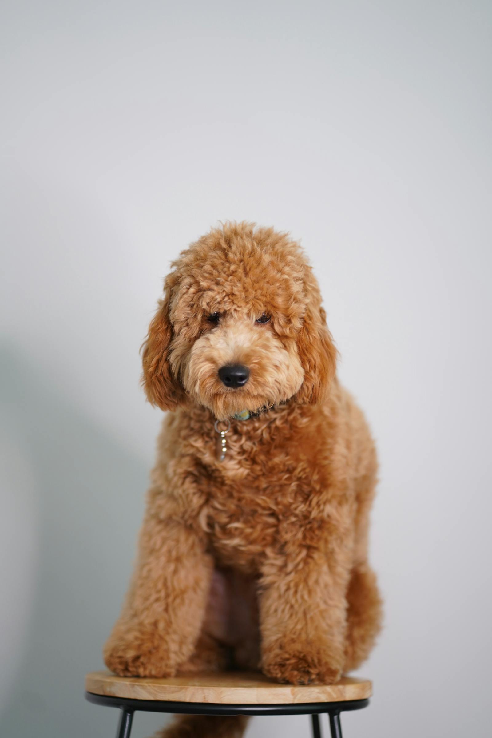 Goldendoodle / Groodle puppy