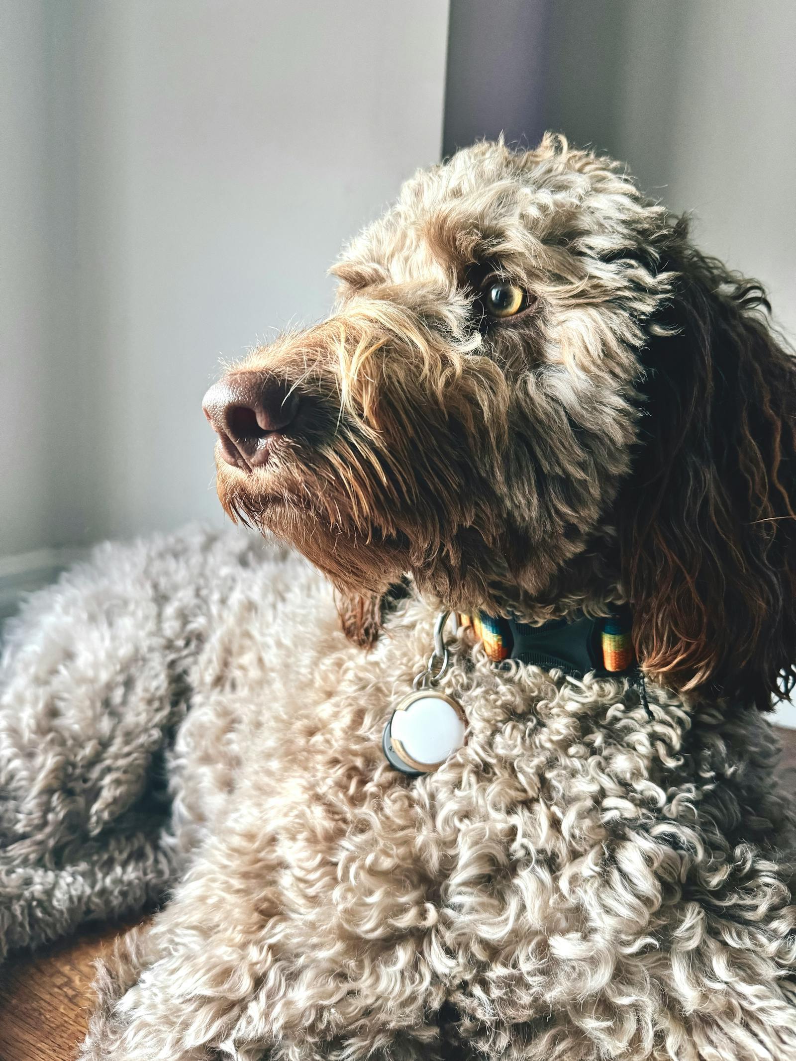 White Labradoodle close-up