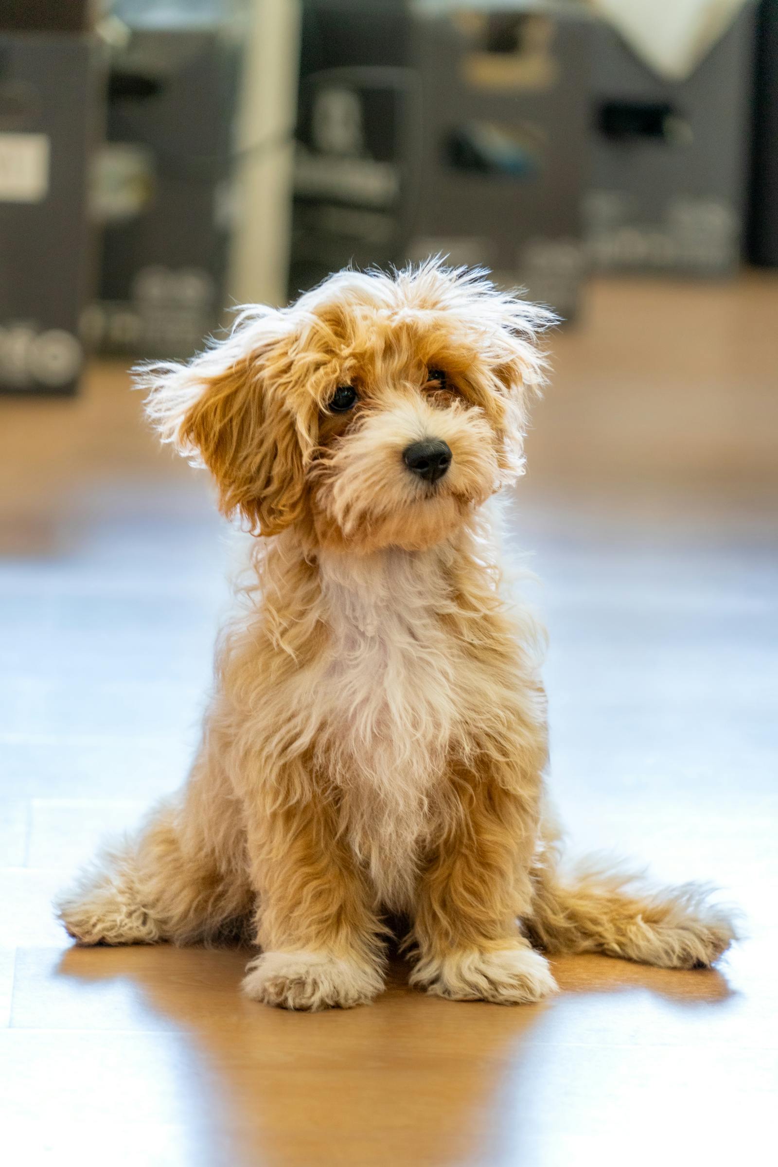 Maltipoo / Moodle fluffy puppy