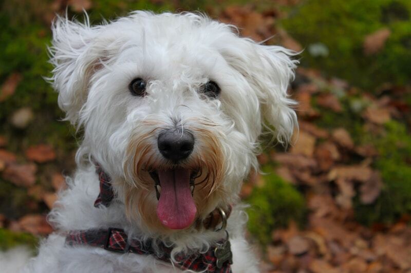 White Schnoodle in autumn woodland