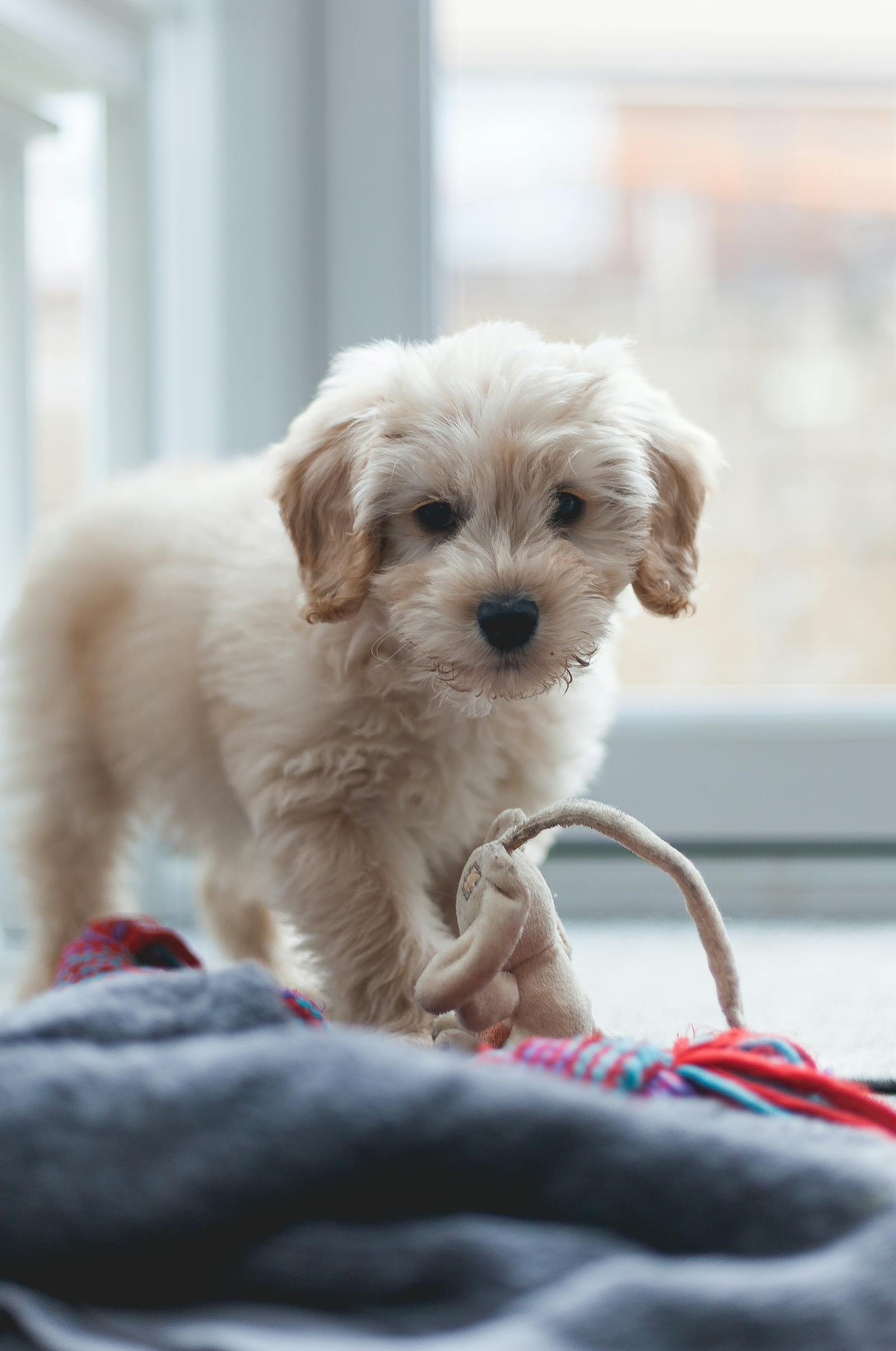 Spoodle / Cockapoo cream puppy