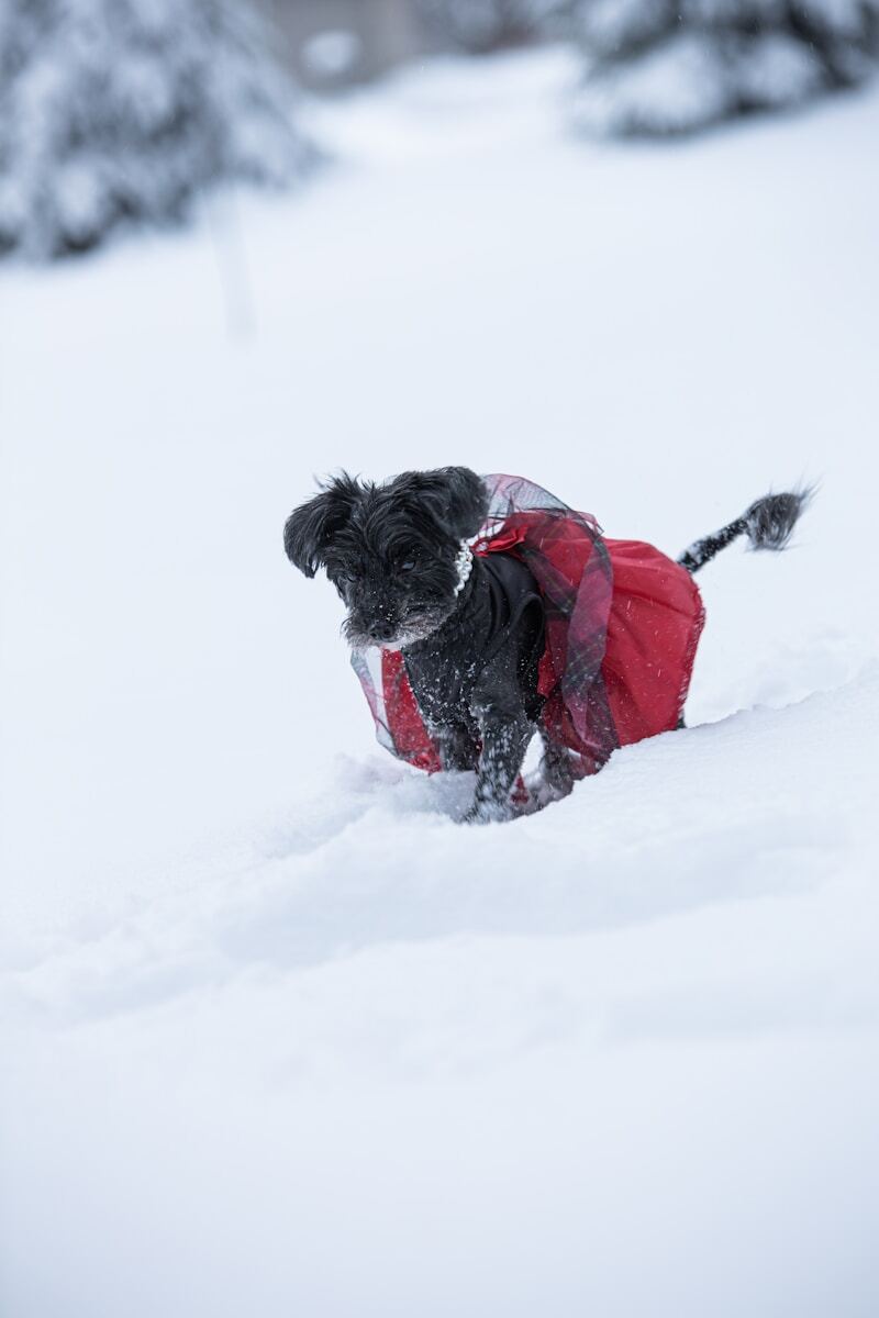Tiny Yorkipoo in a red coat in snow