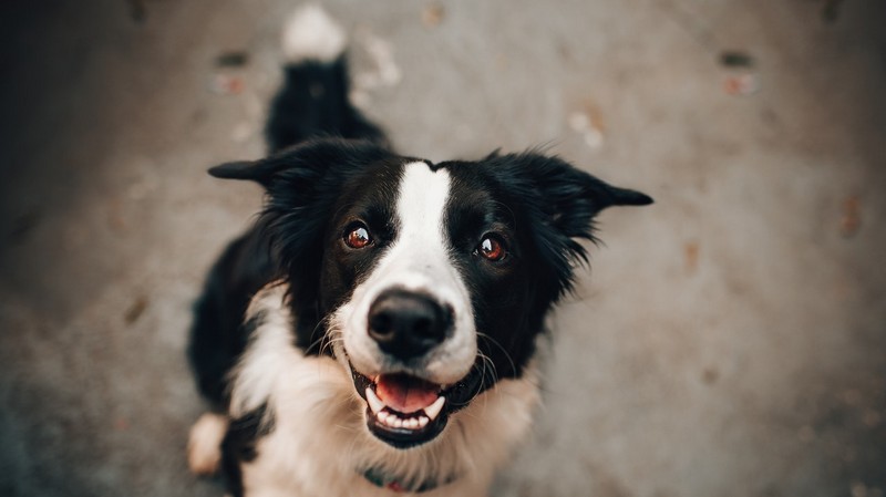 border-collie-face-huds-and-toke-dog-treats.jpg