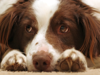 Does your pet get bored when he's alone? Read all about it!