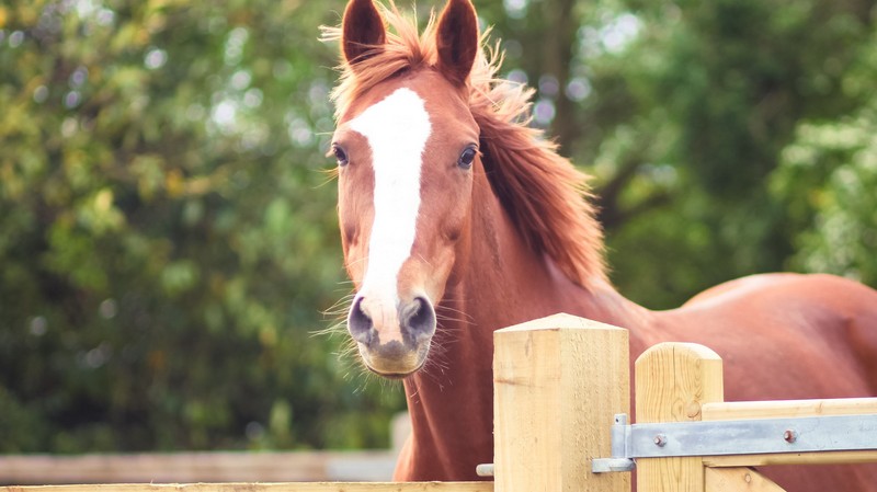 chestnut-horse-face-huds-and-toke-horse-treats.jpg