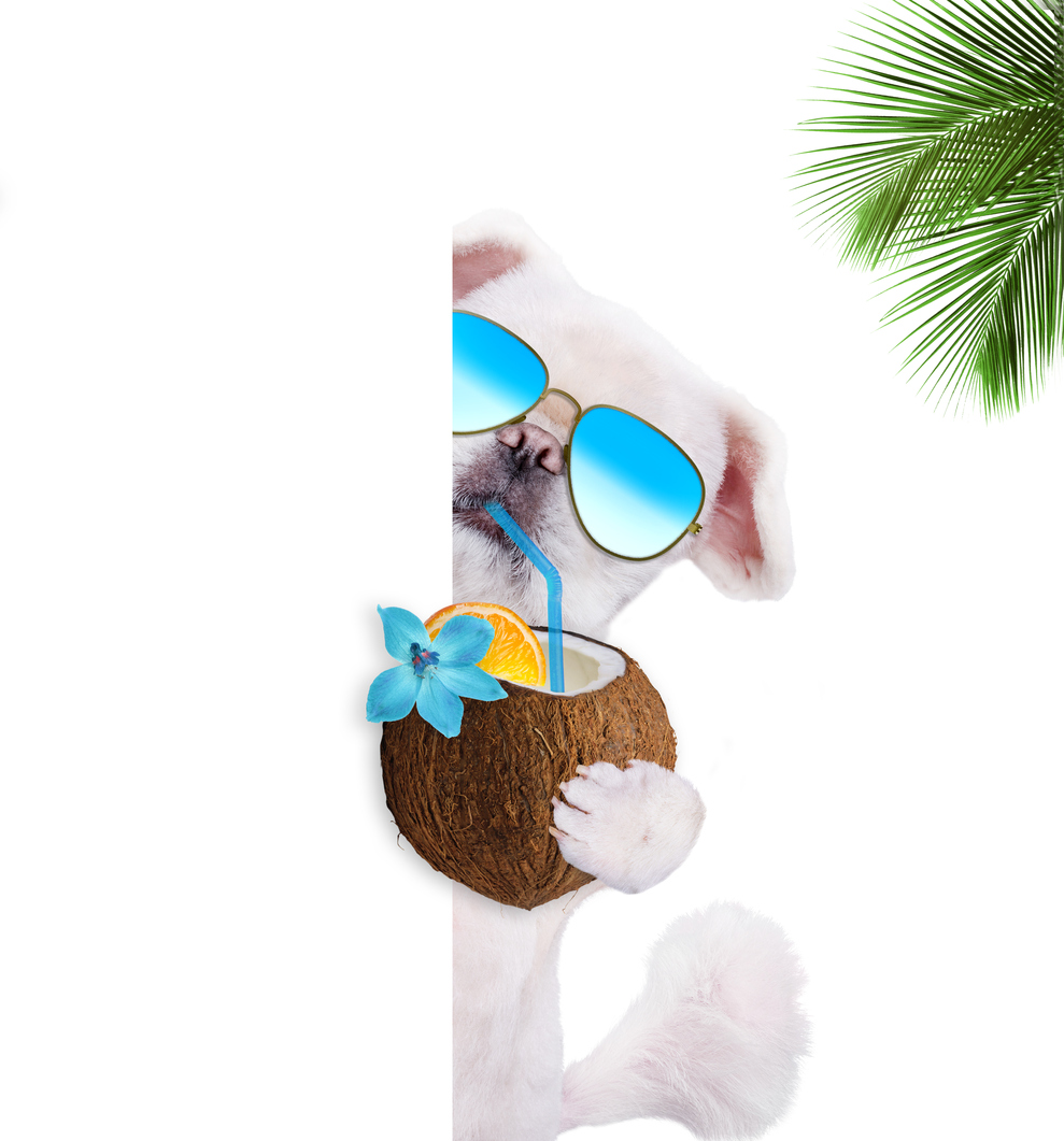 Coconut in Dog Treats.... What are the benefits? Huds and Toke