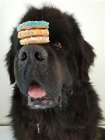 hugo-little-donuts-dog-treats.jpg