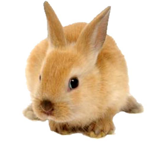 jp-rabbit.png