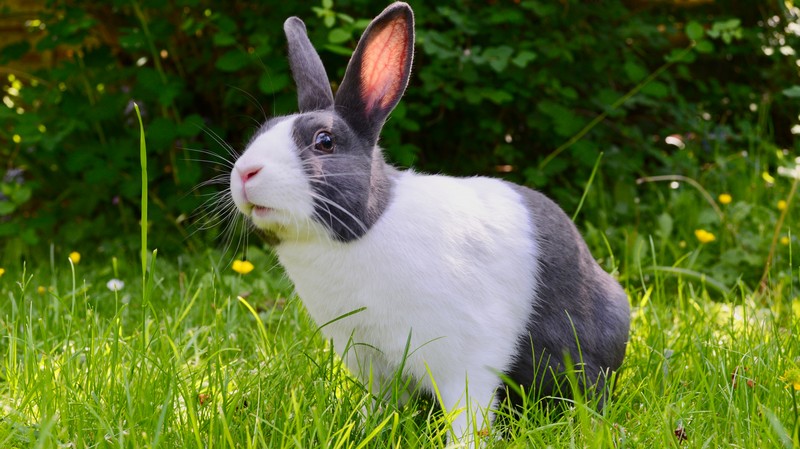 rabbit-treats-huds-and-toke.jpg