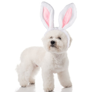 DOG COSTUME EASTER BUNNY EARS HEADBAND