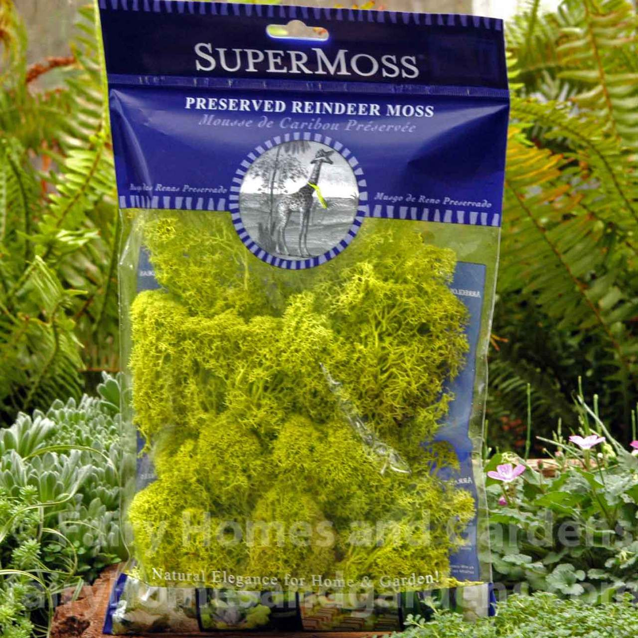 SuperMoss Reindeer Moss - Chartreuse - 2-ounce - Craft Warehouse