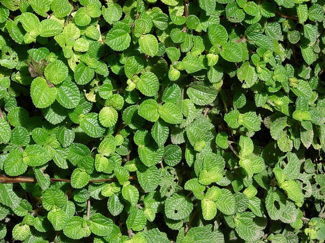 The Best Plants for an Indoor Fairy Garden