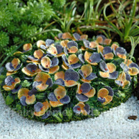 Miniature Pansy Flowerbed