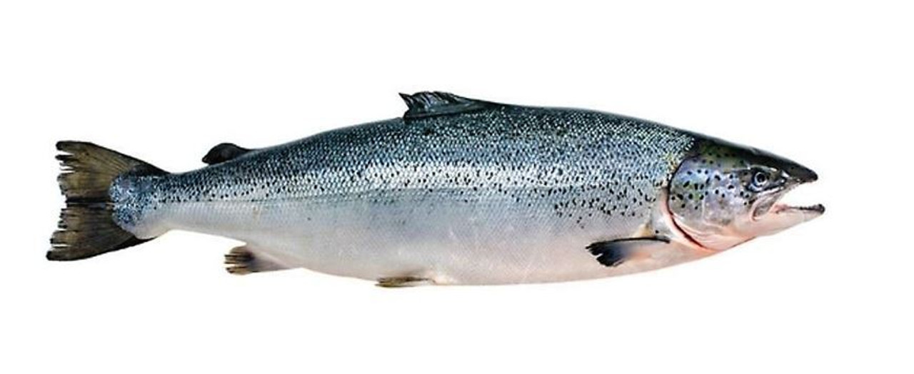 Fish Leather