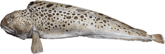 Wolffish leather size: Wide near head +20cm(8 inch) Length: 70cm+ (30 inch)
