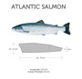 Wide near head 11+ cm(4,3inch) Length: 60cm+ (24inch)