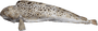 Wolffish leather size: Wide near head +20cm(8 inch) Length: 70cm+ (30 inch)