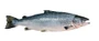 Atlantic Salmon Fish Leather  Width-12cm, Length-65cm+