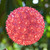 WGC-84260 - 7.5" T5 Pink LED Starlight Sphere, 100 Lights, Green Wire - Wintergreen Corporation