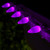 WGC-84719 - C9 Purple LED Commercial Smooth Christmas Lights, 25 Lights, 25', White Wire, 12" Spacing - Wintergreen Corporation