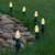 WGC-84839 - C7 Warm White LED Commercial Christmas Pathway Lights, 5" Stakes, 25 Lights, 25', Green Wire, 12" Spacing - Wintergreen Corporation