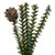 VIC-C803918 - 18" Carmel Pine Tree 242 Tips Wood Base - Vickerman