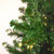 VIC-G125066LED - 6.5' x 41" Slim Grand Teton WA LED 550 Warm White - Vickerman