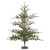 VIC-G152250 - 5' x 54" Bed Rock Pine Tree 554Tips - Vickerman