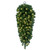 VIC-G237137LED - 36" Deluxe Sequoia Pine Teardrop WA 50 Warm White - Vickerman