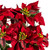 VIC-L225918 - 18" Red Poinsettia And Leaf Bush - Vickerman