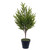 VIC-RS240322 - 23.5" Potted Green Norfolk Pine Tree - Vickerman