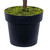 VIC-RS240340 - 40.5" Potted Green Norfolk Pine Tree - Vickerman
