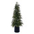 VIC-RH260384UV - 7' Green Cedar Potted Tree UV K/D - Vickerman