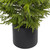VIC-RH260736 - 3' Green Norfolk Pine Potted Tree - Vickerman
