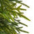 VIC-RH260736 - 3' Green Norfolk Pine Potted Tree - Vickerman