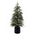 VIC-RH260748 - 4' Green Norfolk Pine Potted Tree K/D - Vickerman