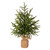 VIC-EH261354 - 54" Green Norfolk Pine Tree Potted FT - Vickerman