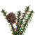 VIC-C803906 - 6" Carmel Pine Tree 72 Tips Wood Base - Vickerman