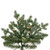 VIC-DT2541888LEDCC - 10' x 75" Northern Blue Spruc 5mm 1900 CC - Vickerman