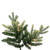 VIC-DT214368LEDCC - 6.5' x 48" Jersey Fraser Fir 5mm 500 CC - Vickerman