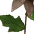 VIC-E174916 - 24" Poinsettia Stem Mocha, 3-Pack - Vickerman