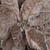 VIC-E174916 - 24" Poinsettia Stem Mocha, 3-Pack - Vickerman