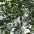 VIC-EH214414 - 6' x 14" Snow Cedar/Eucalyptus Garland - Vickerman