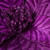 VIC-RG223166 - 22" Purple Velvet Glitter Poinsettia, 6-Pack - Vickerman