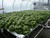 Hydrofarm AH93075HF American Hydroponics Complete Commercial NFT Growing System - Lettuce AH93075HF or American Hydroponics