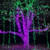 WGC-20296 - M5 Green LED Lights, 70 Lights, 24', Green Wire, 4" Spacing - Wintergreen Corporation
