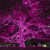 WGC-15205 - Mini Pink Incandescent Standard Lights, 100 Lights, 50.5', Green Wire, 6" Spacing - Wintergreen Corporation
