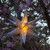WGC-80495 - 30" Silver Aurora Superstar™ Moravian Star, Warm White LED, Fold-Flat, Outdoor Rated - Wintergreen Corporation