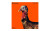 Caldwell Orange Peel Target Turkey Target 12" 5/Pack 1175518 Caldwell Orange Peel Target Turkey Target 12" 5/Pack 1175518