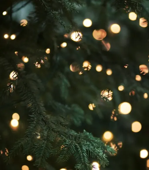 Evergreen branches wrapped in 5mm mini lights